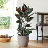 Rubberplant Robusta - Willemse
