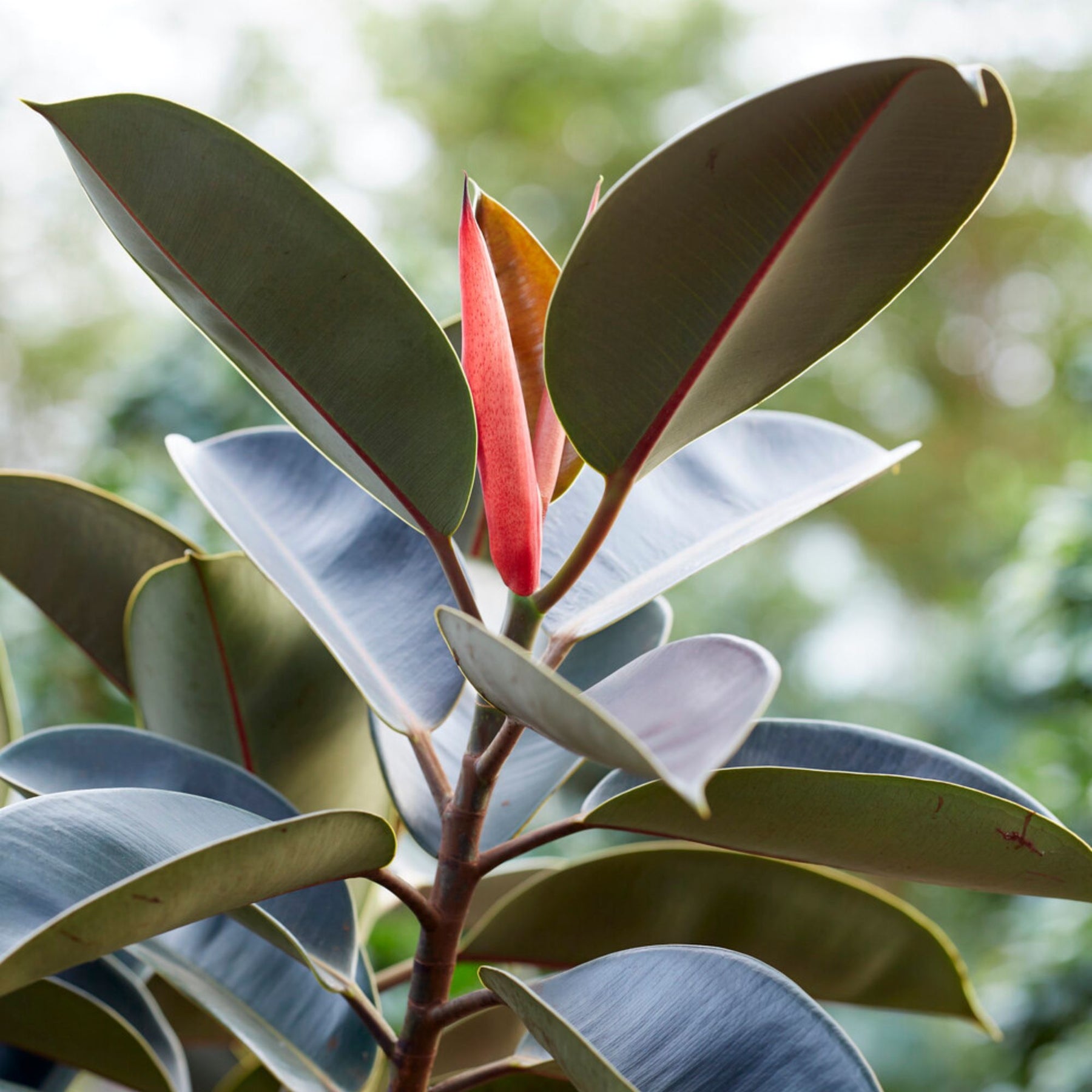 Rubberplant Robusta - Ficus elastica Robusta - Willemse