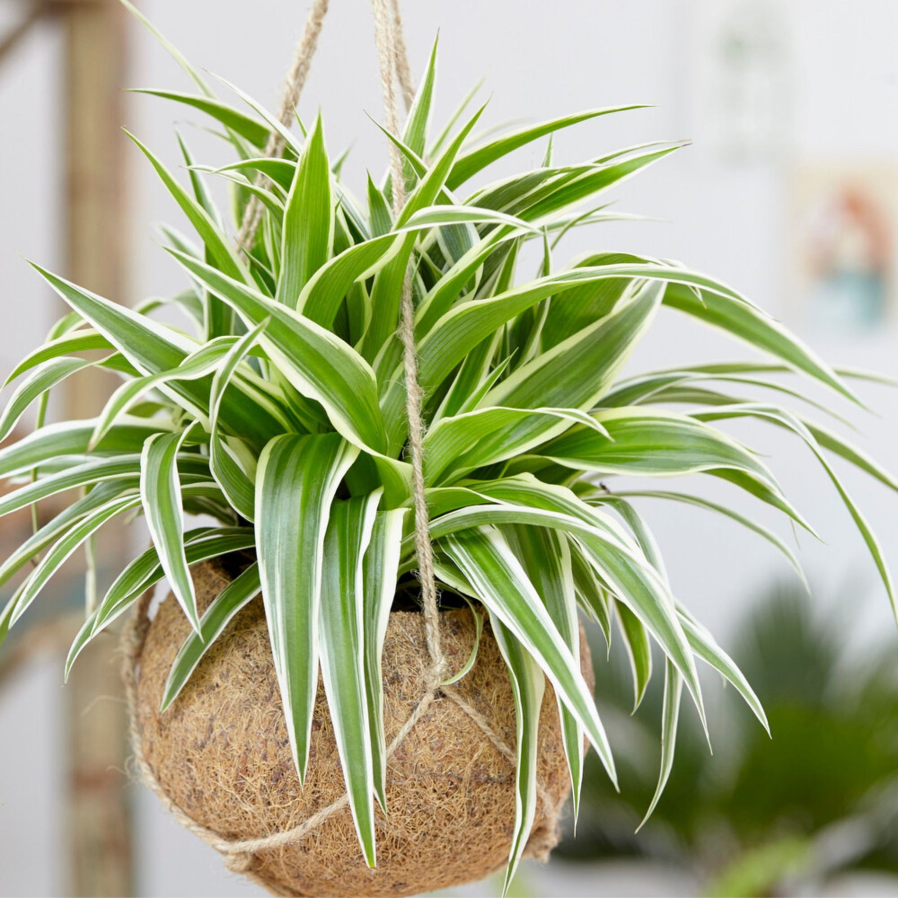 Zebraplant Ocean - Willemse