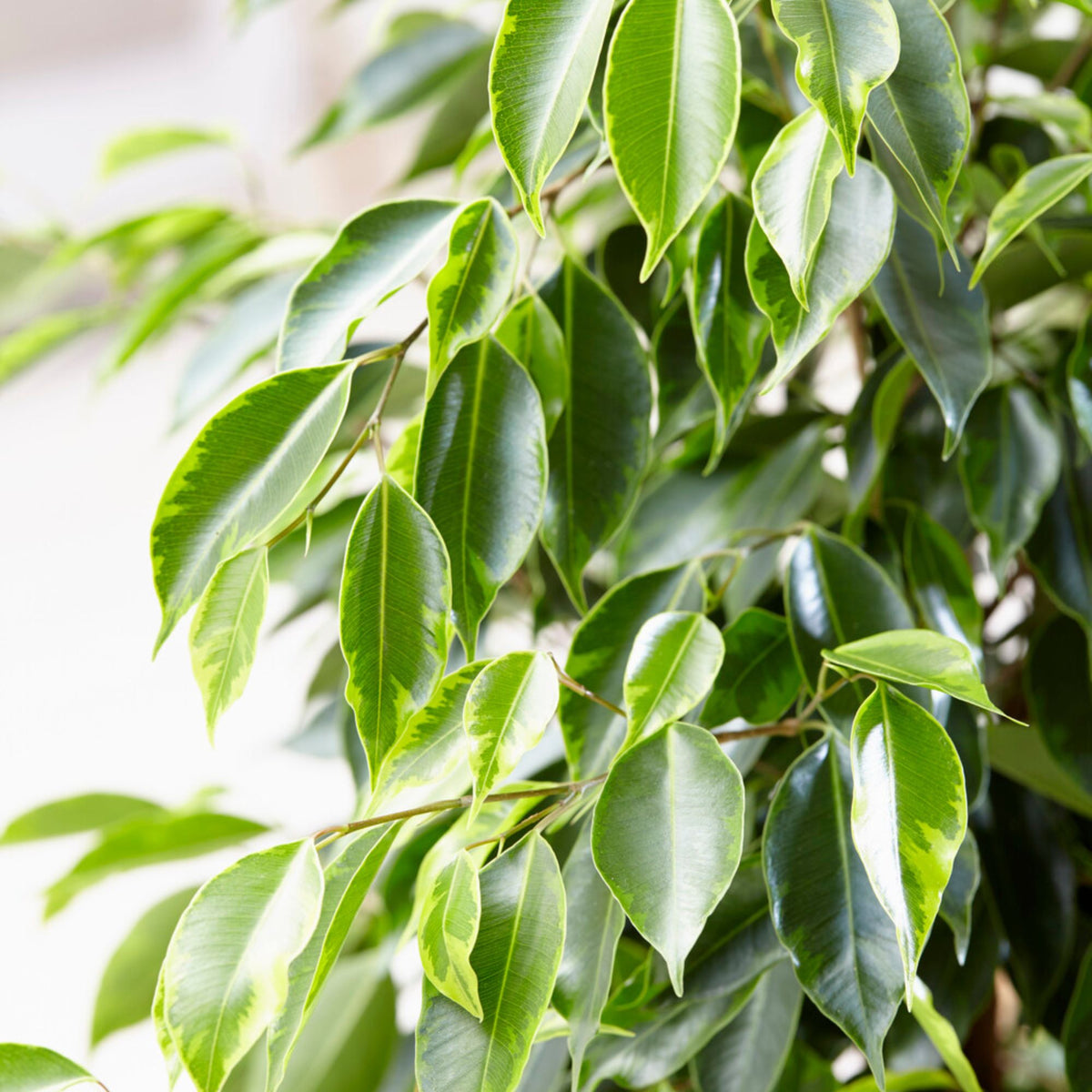 Treurvijg Anastasia - Ficus benjamina Anastasia - Willemse