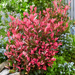 Photinia fraseri Little Fenna - Photinia fraseri Little Fenna - Photinia