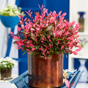 Photinia fraseri Little Fenna - Willemse