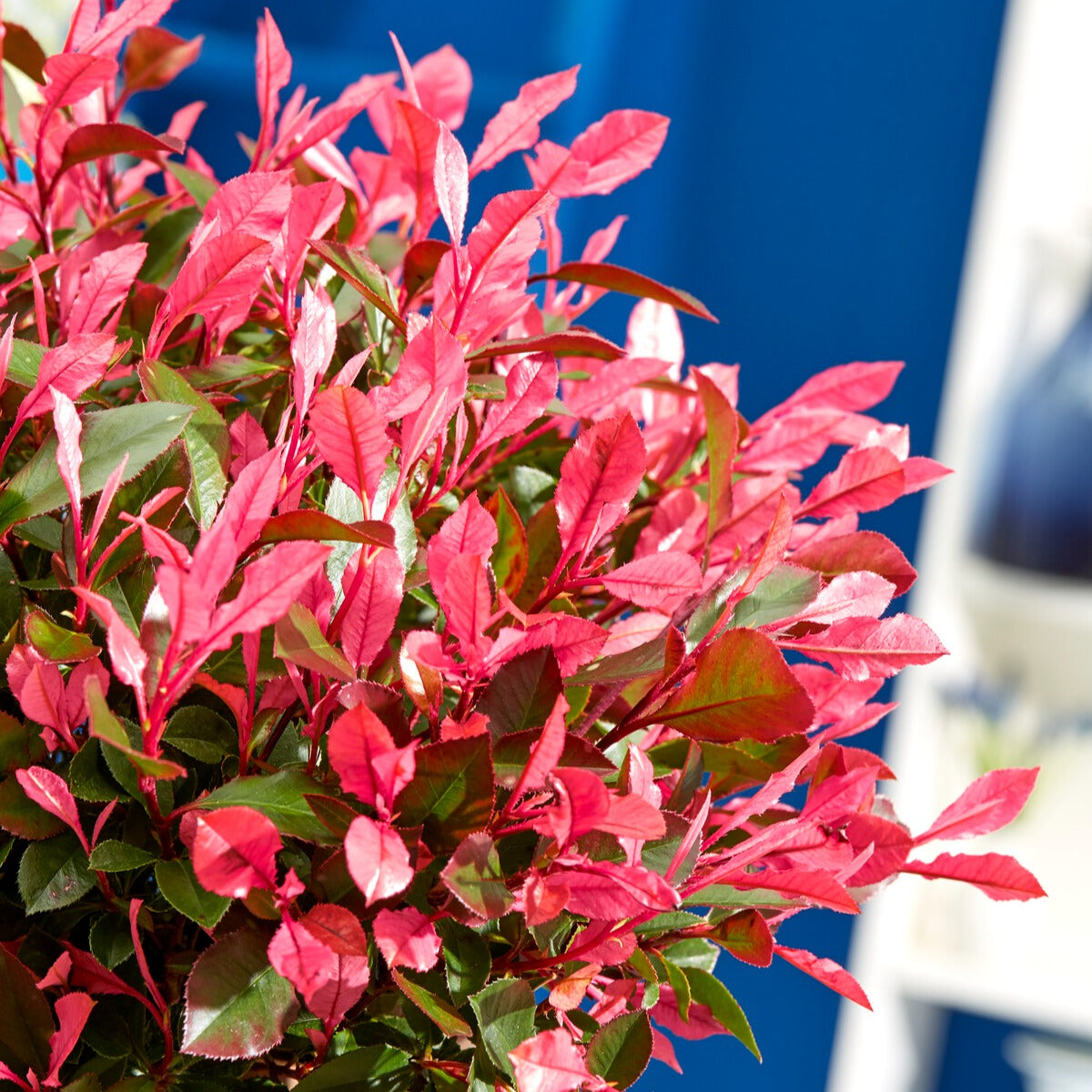 Photinia fraseri Little Fenna - Photinia fraseri Little Fenna - Willemse