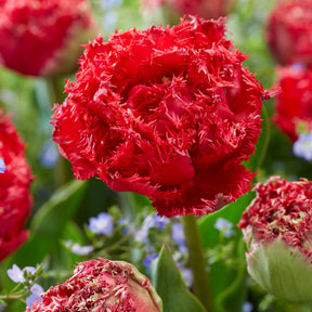 5 Dubbele gefranjerde tulpen Qatar