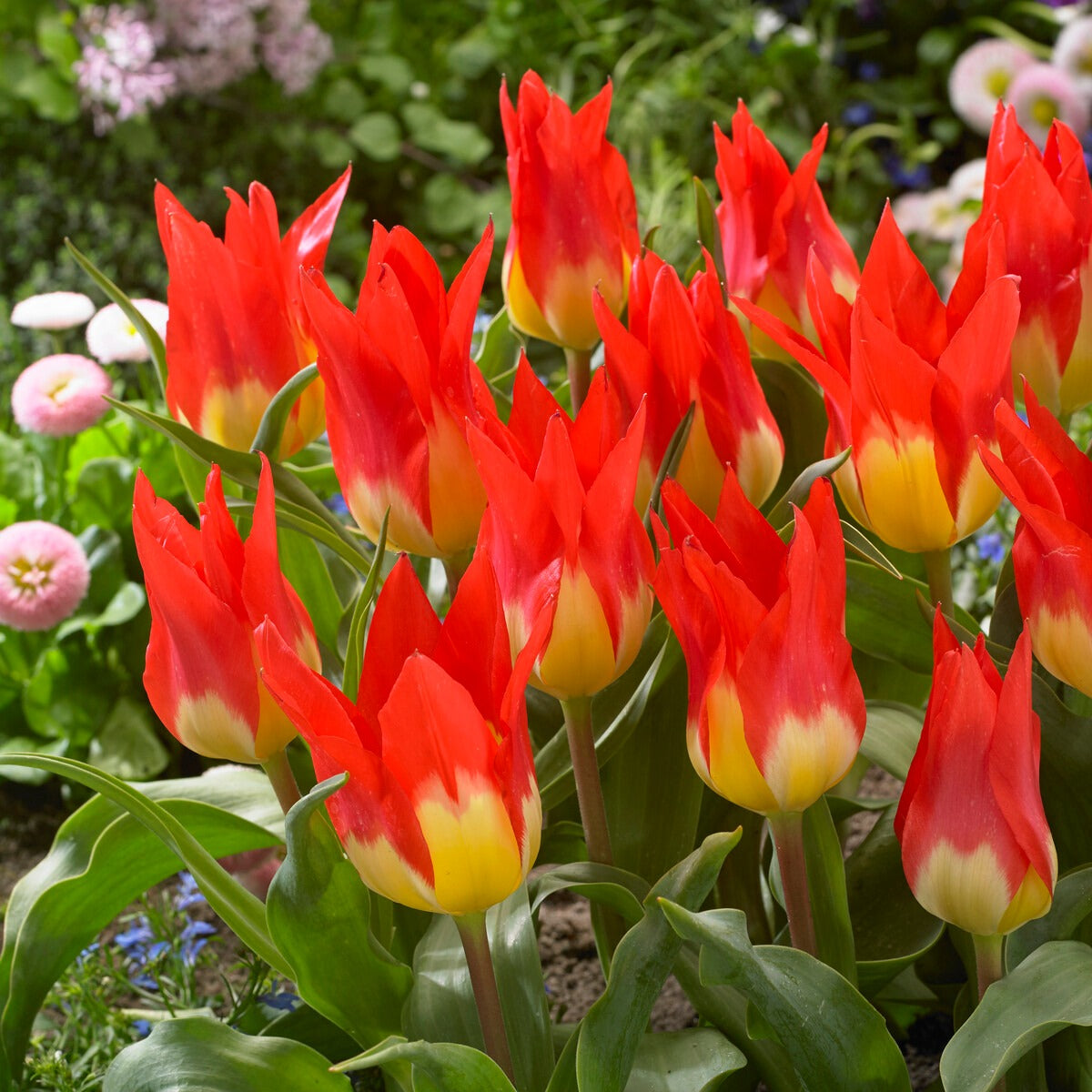 5 Tulpen 'Flames Mystery'