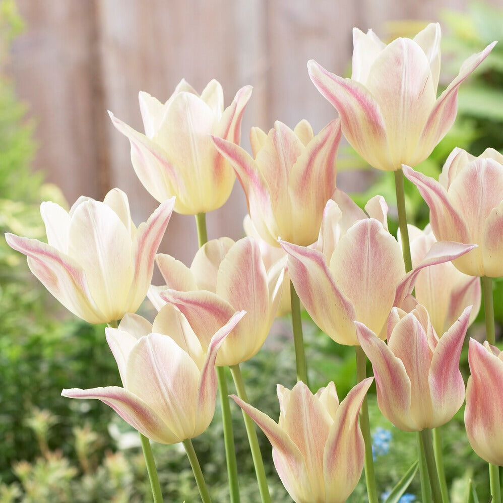 5 Leliebloemige tulpen 'Elegant Lady'