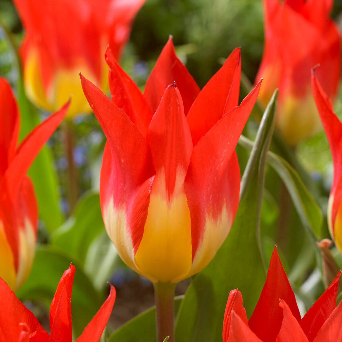 5 Tulpen 'Flames Mystery'