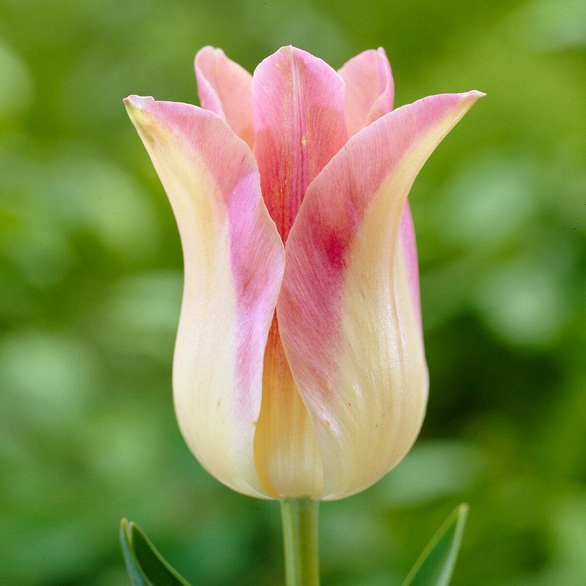 5 Leliebloemige tulpen 'Elegant Lady' - Tulipa Lilyflowering Elegant Lady - Willemse