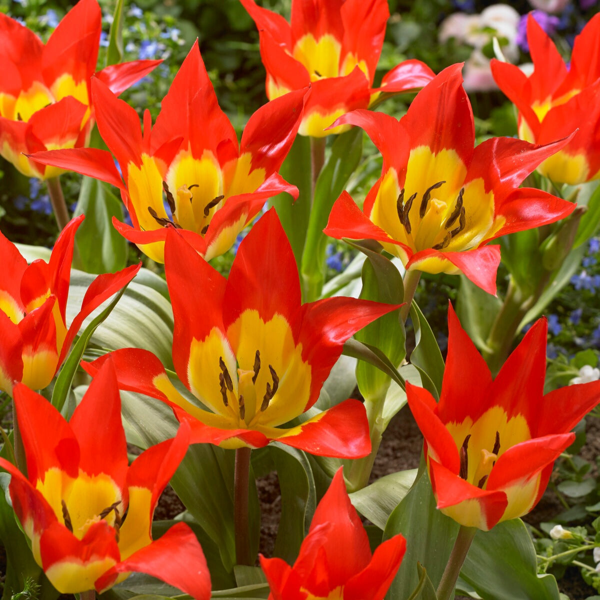 5 Tulpen 'Flames Mystery'