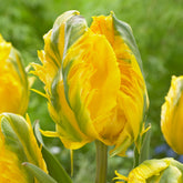 5 Papegaaitulpen 'Jan Van Nes' - Tulipa Parrot Jan van Nes - Willemse