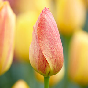5 Tulpen 'Rhapsody of Smiles'