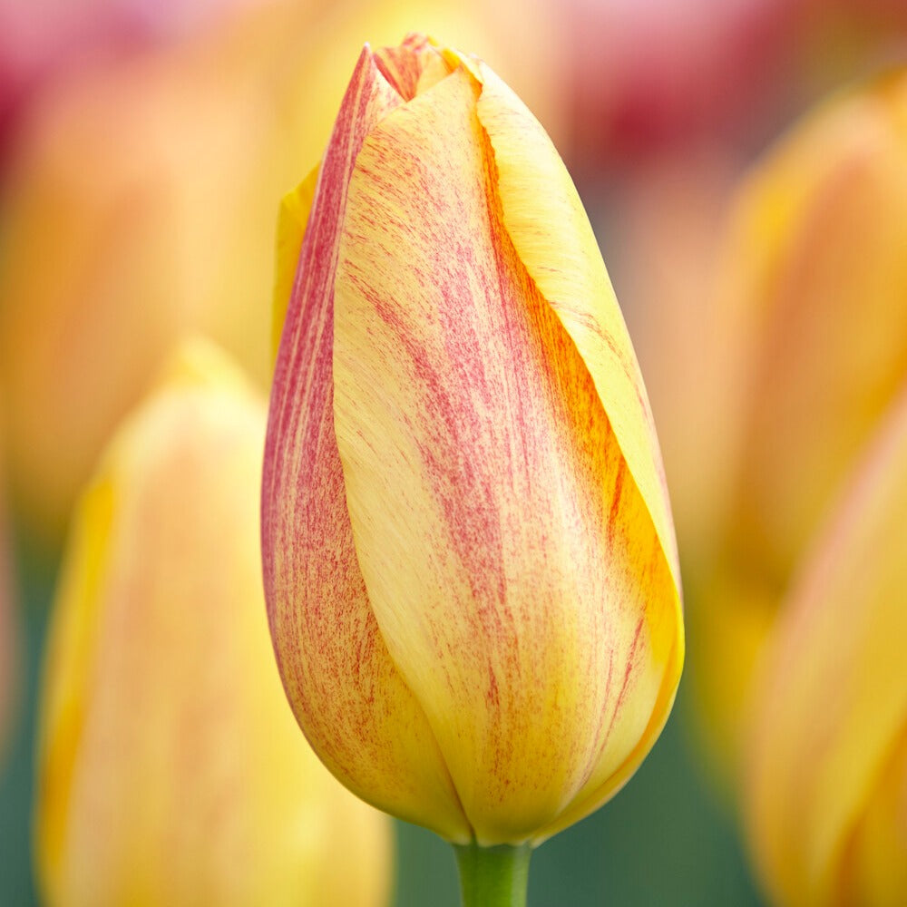 5 Tulpen 'Rhapsody of Smiles'