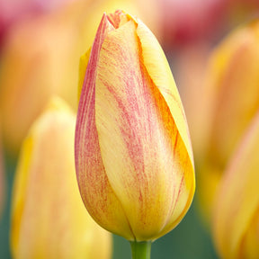 5 Tulpen 'Rhapsody of Smiles'