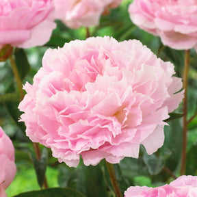 Pioenroos Albert Crousse