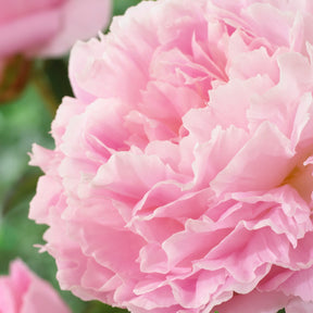 Pioenroos Albert Crousse