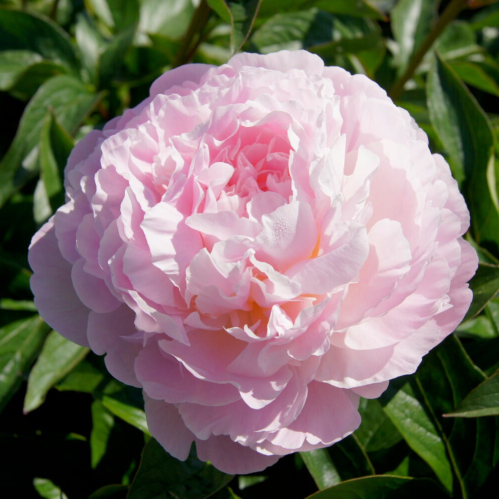 Pioenroos Albert Crousse - Paeonia lactiflora Albert Crousse - Willemse
