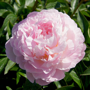 Pioenroos Albert Crousse - Paeonia lactiflora Albert Crousse - Willemse