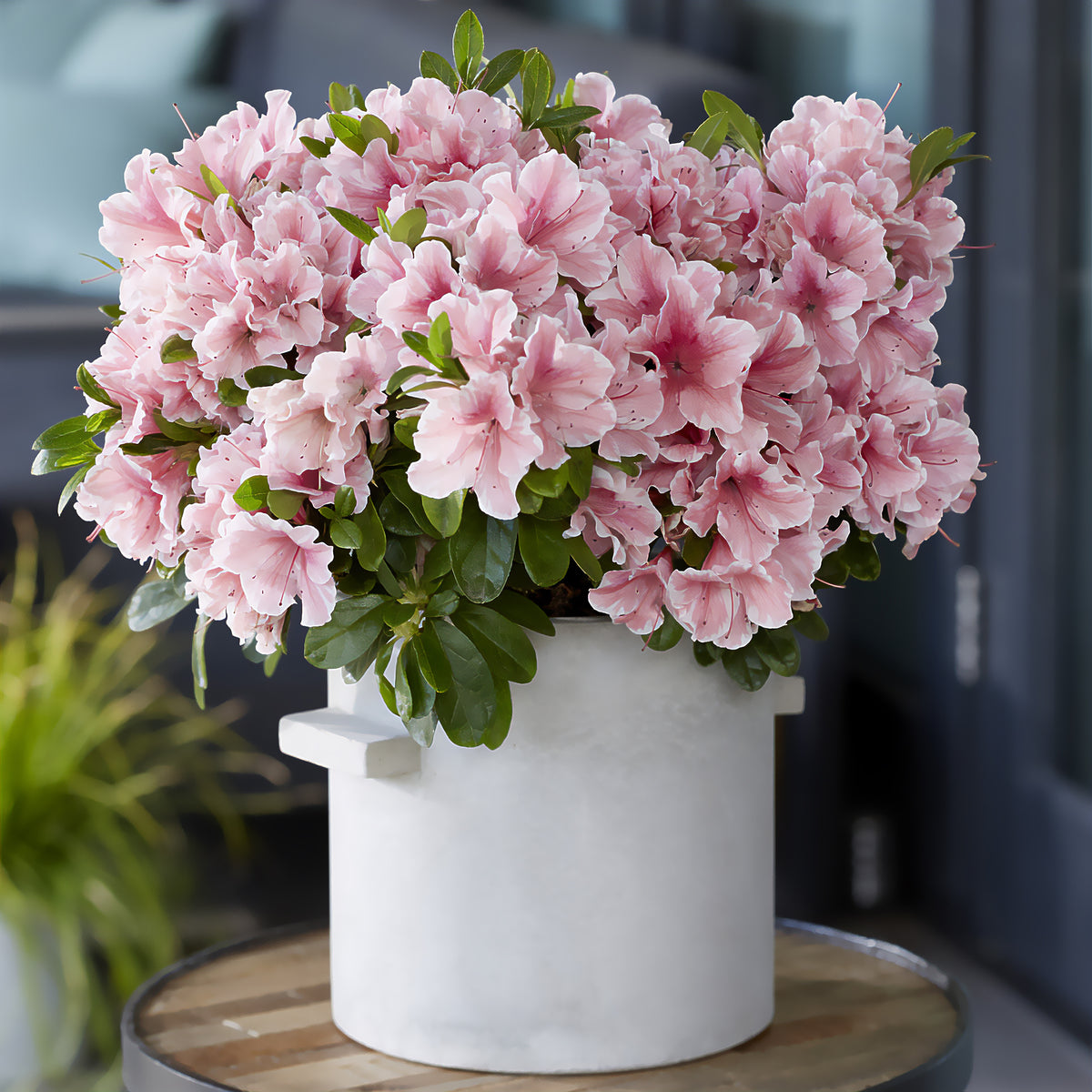 Azalea Encore®  Sunburst - Rhododendron Encore® Sunburst - Willemse