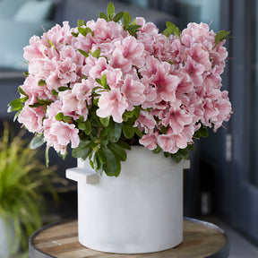 Azalea Encore®  Sunburst - Rhododendron Encore® Sunburst - Willemse