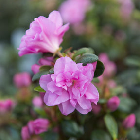 Japanse azalea Lilac Surprise - Azalea japonica Lilac Surprise  - Willemse