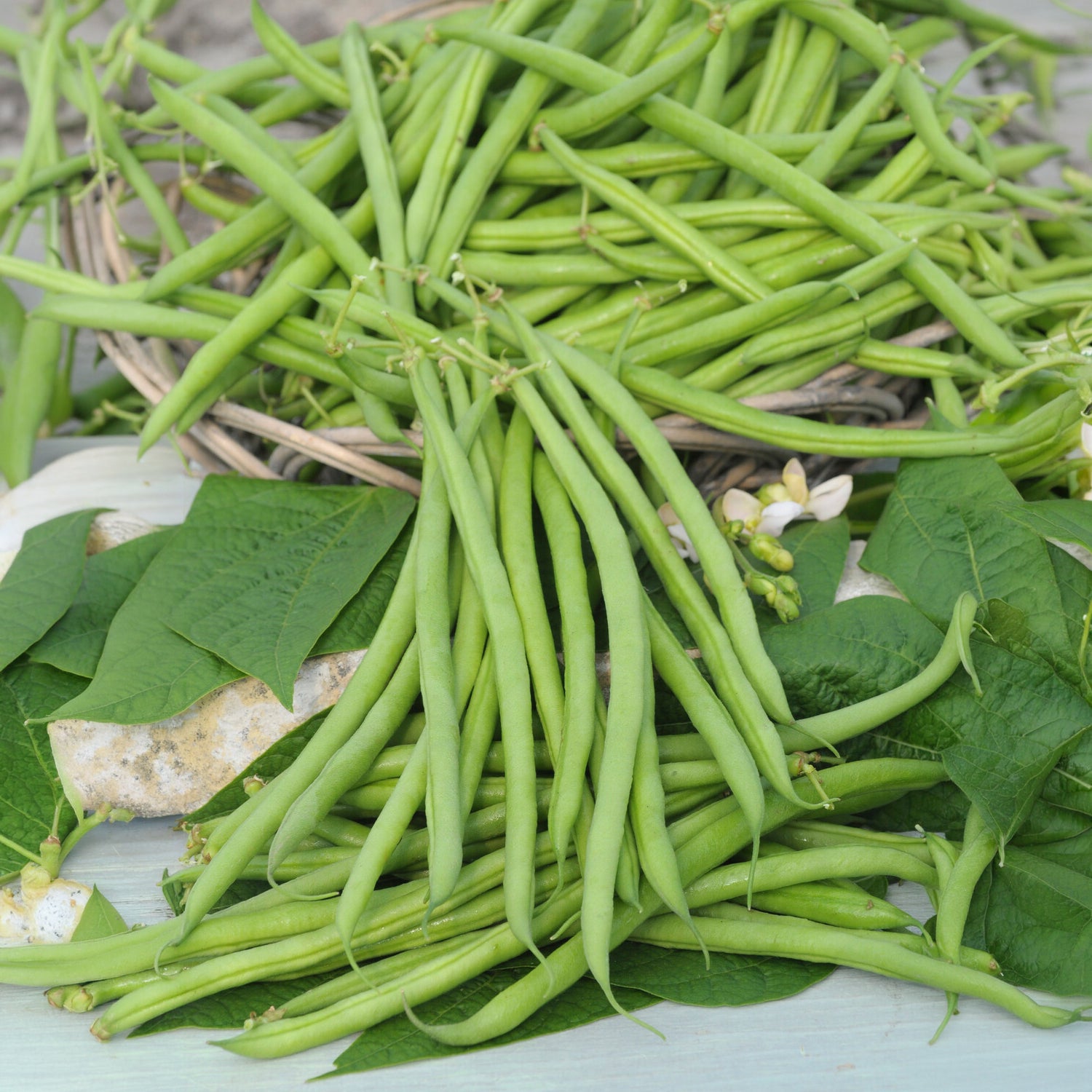 Sperzieboon 'Mangetout Castandel' - Phaseolus vulgaris nain mangetout castandel (obt. clause) - Willemse