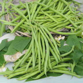 Sperzieboon 'Mangetout Castandel' - Phaseolus vulgaris nain mangetout castandel (obt. clause) - Willemse