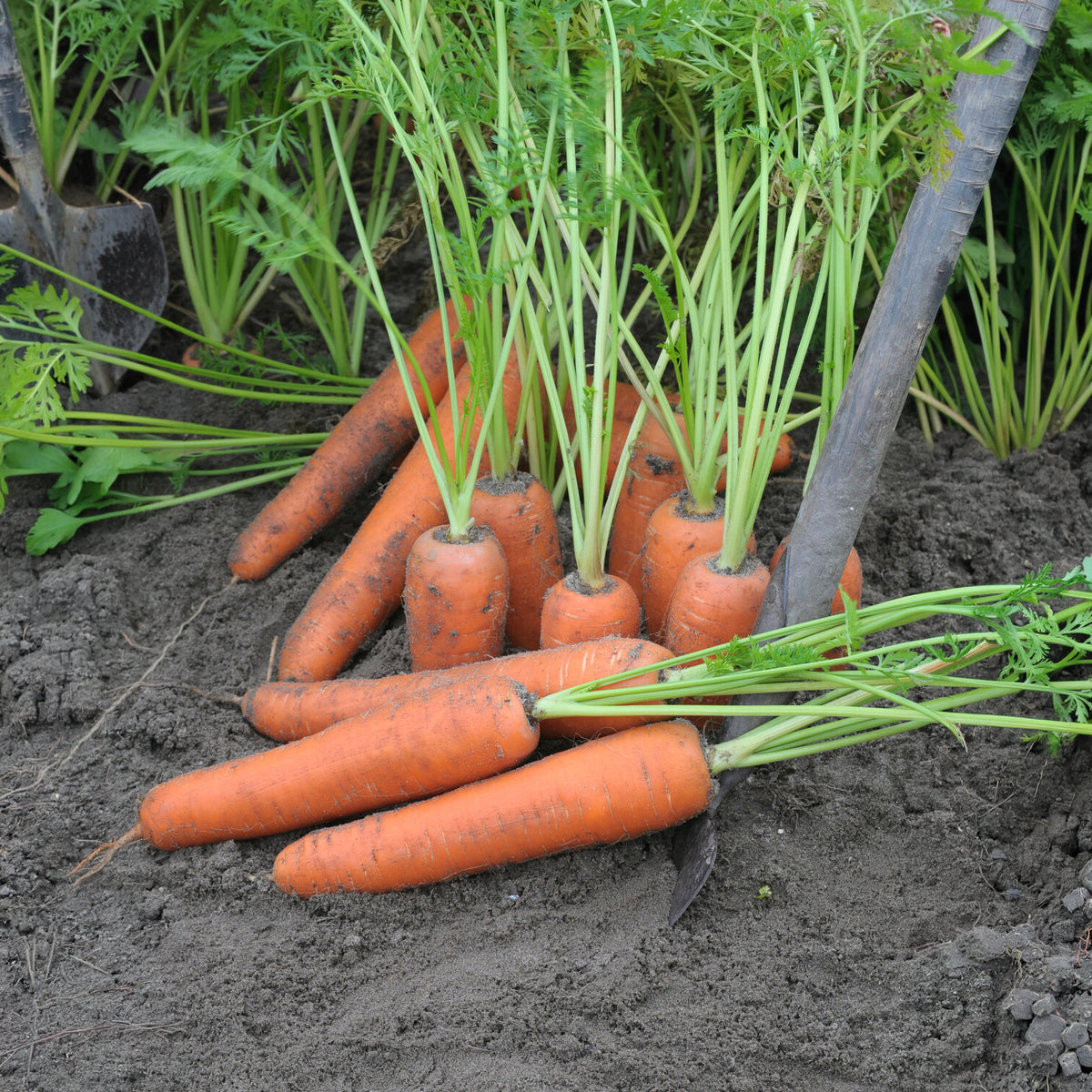 Wortel 'Flyaway F1' - Daucus carota flyaway f1 - Willemse