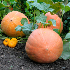 Reuzenpompoen 'Atlantic Giant' - Willemse