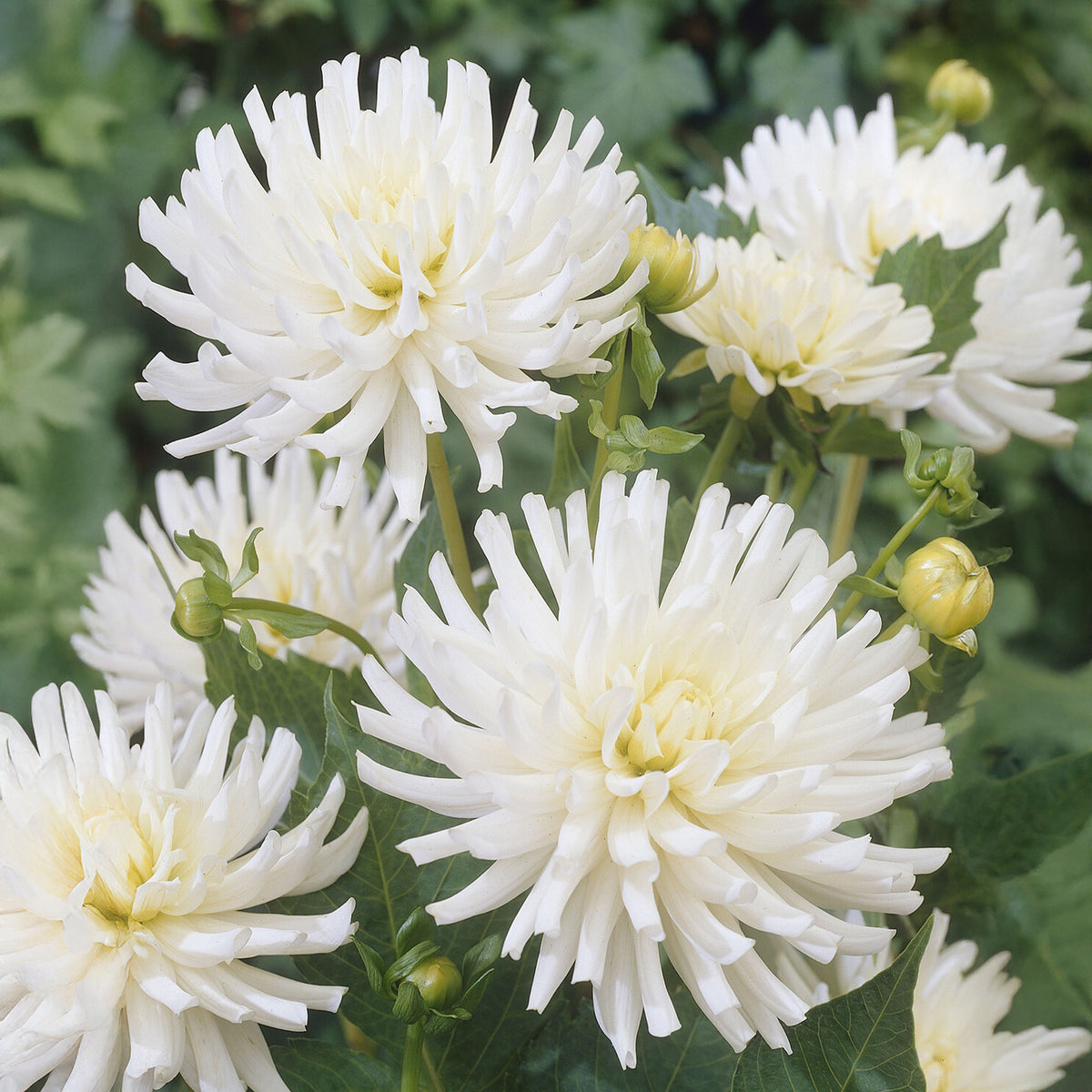 Dahlia 'White Happiness' (x3) - Dahlia White Happiness - Willemse