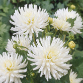 Dahlia 'White Happiness' (x3) - Dahlia White Happiness - Willemse