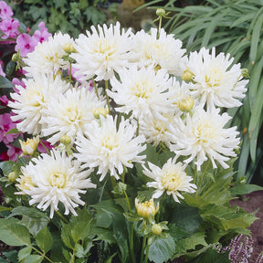 Dahlia 'White Happiness' (x3) - Willemse