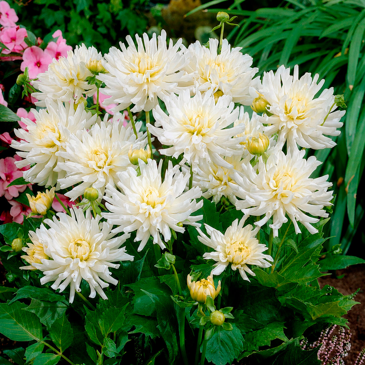Dahlia 'White Happiness' (x3)