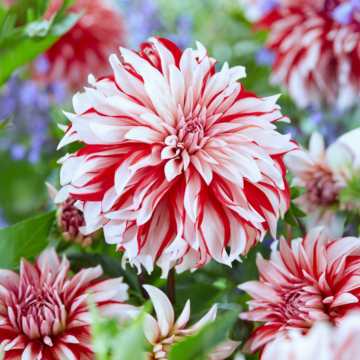 Dahlia 'Santa Claus' (x3) - Willemse