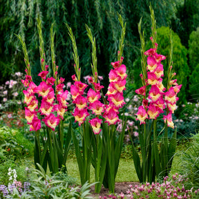 Gladioool 'Stereo' (x25) - Gladiolus extravert - Willemse