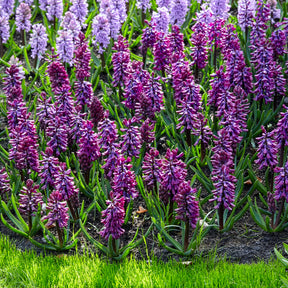 Hyacint - Hyacinthen 'Woodstock' (x6) - Hyacinthus orientalis woodstock