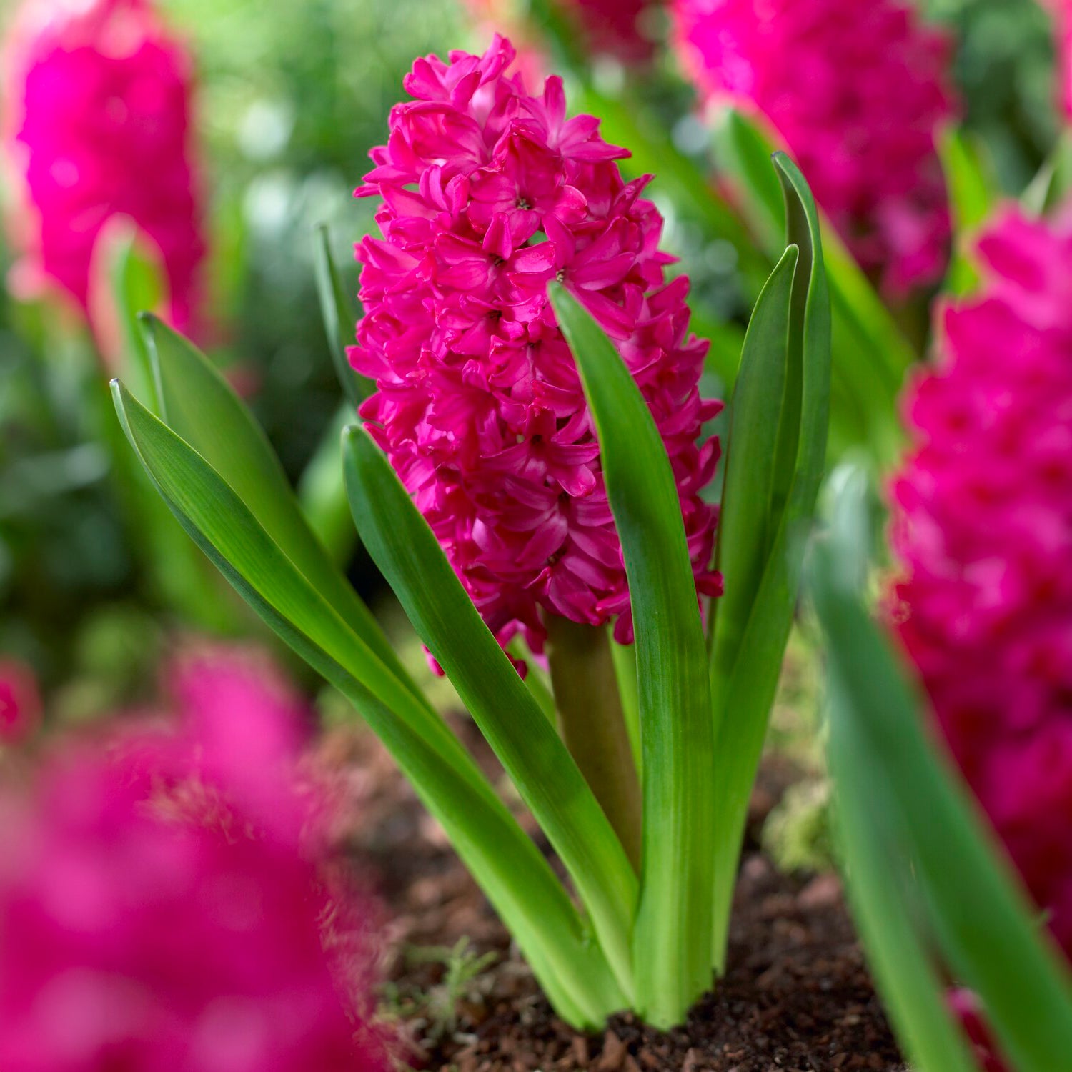 Hyacinthen 'Jan Bos' (x6) - Willemse