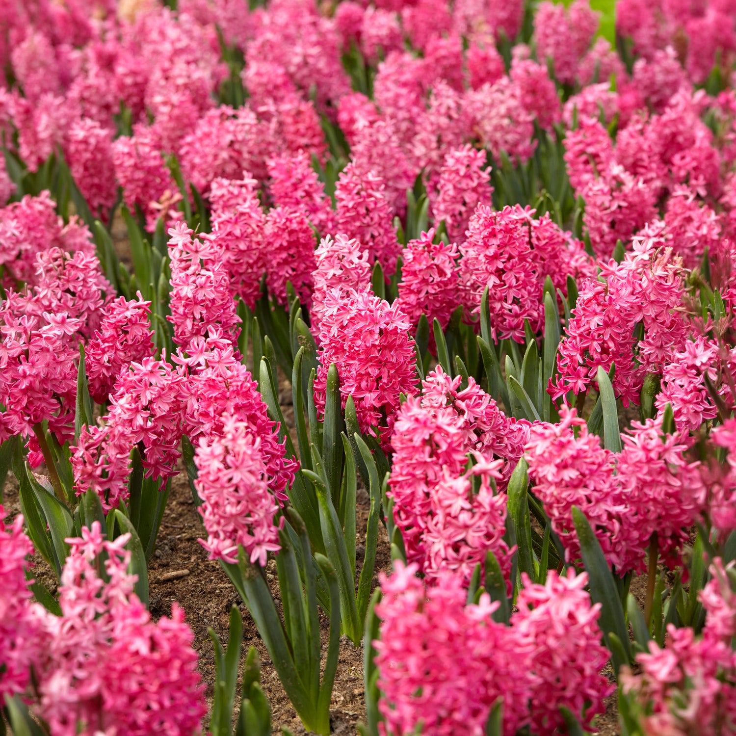 Verkoop Hyacinthen 'Jan Bos' (x6)