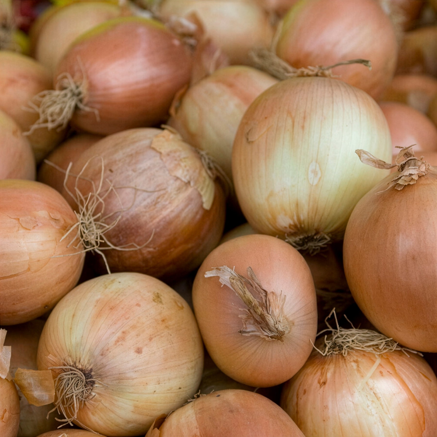Allium cepa centurion f1 - Ui 'Centurion F1' - Uien