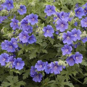Geranium himalayense - Ooievaarsbek Himalaya - Geraniums
