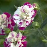 Grasanjer 'Pink Heaven' (x2) - Willemse
