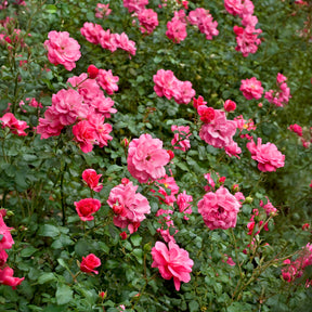 Verkoop Bodembedekkende roos 'Mirato'® - Rosa Mirato ®