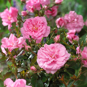 Bodembedekkende rozen - Bodembedekkende roos 'Mirato'® - Rosa Mirato ®
