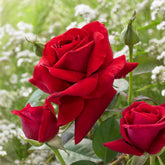 Geurende roos 'Duftzauber 84' - Rosa la magie du parfum - Willemse