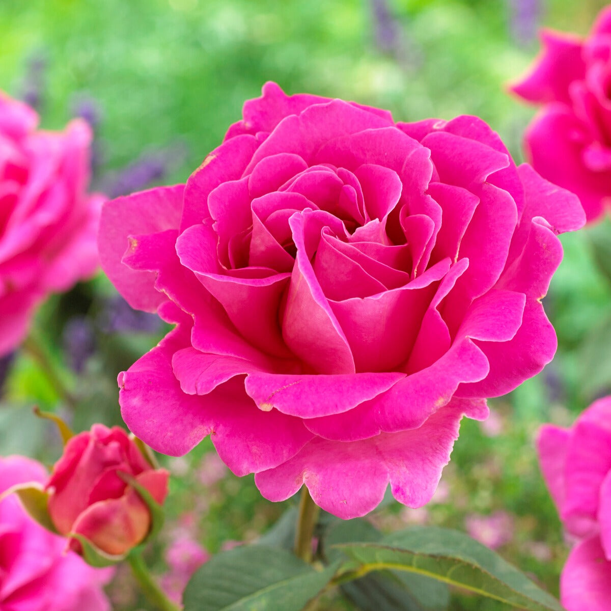 Roos 'Pink Perfume' - Rosa pink perfume - Willemse