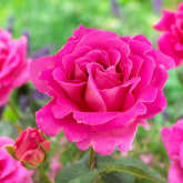 Roos 'Pink Perfume' - Rosa pink perfume - Willemse
