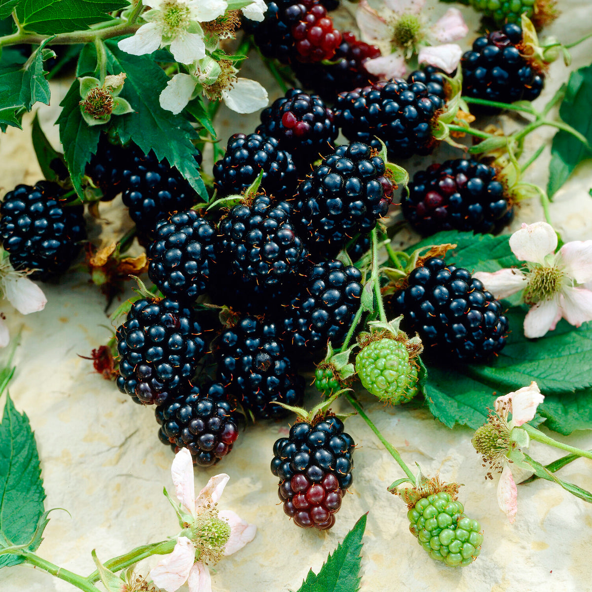 Braam 'Dirksen' - Rubus fruticosus dirksen - Willemse