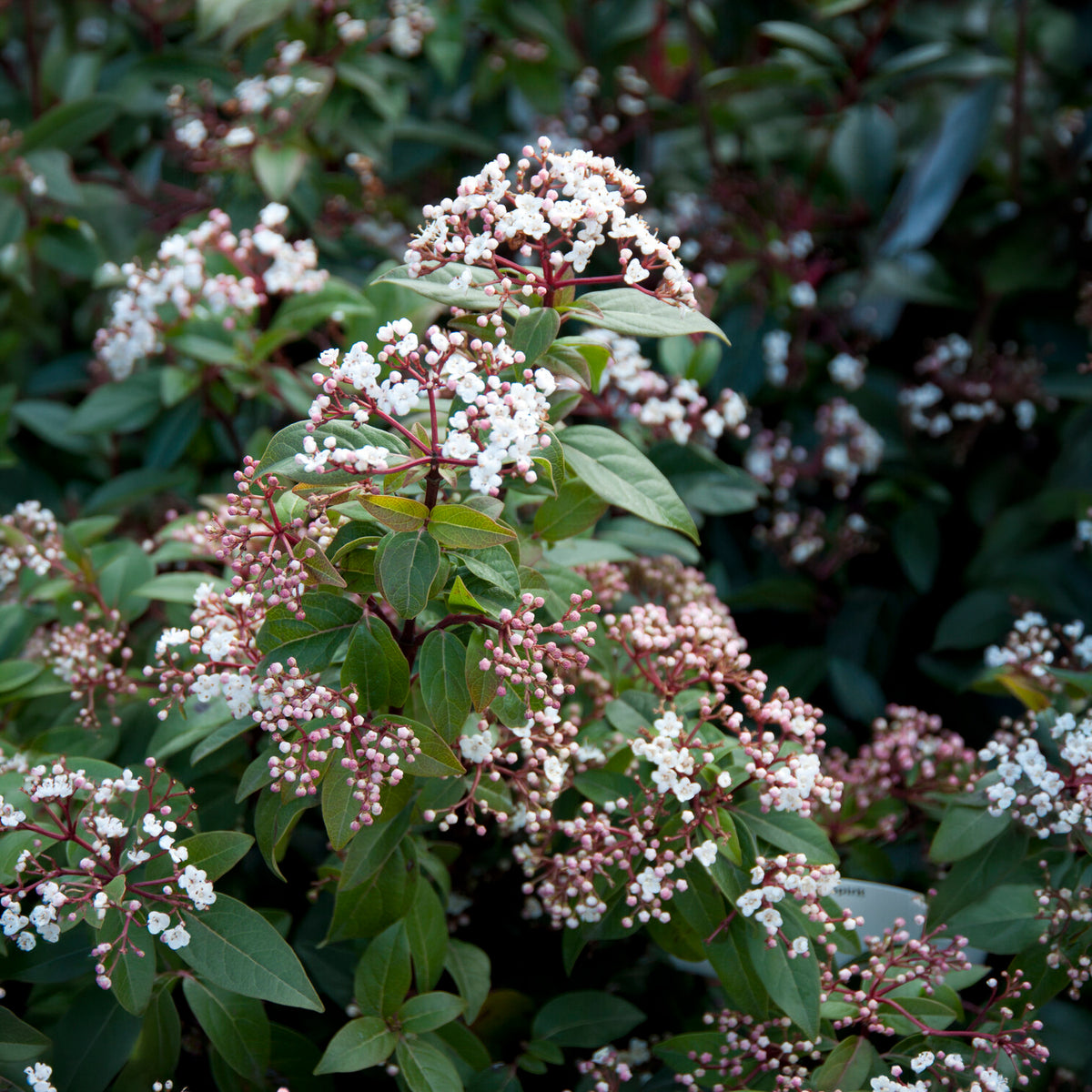Sneeuwbal 'Spirit' - Viburnum tinus Spirit - Willemse
