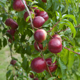 Nectarine 'Nectared - Prunus persica Nectared - Willemse