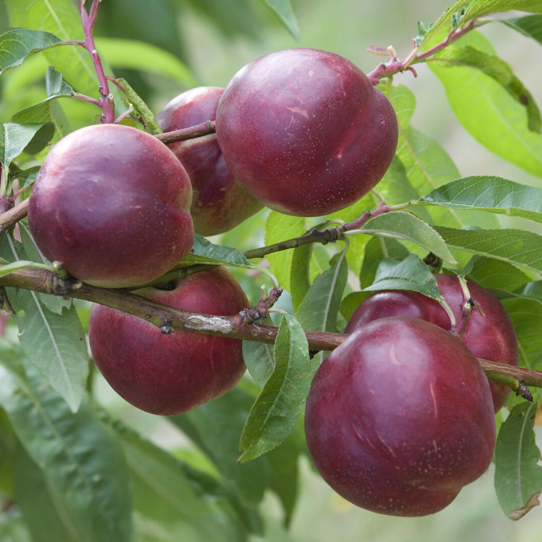 Nectarine 'Nectared - Willemse