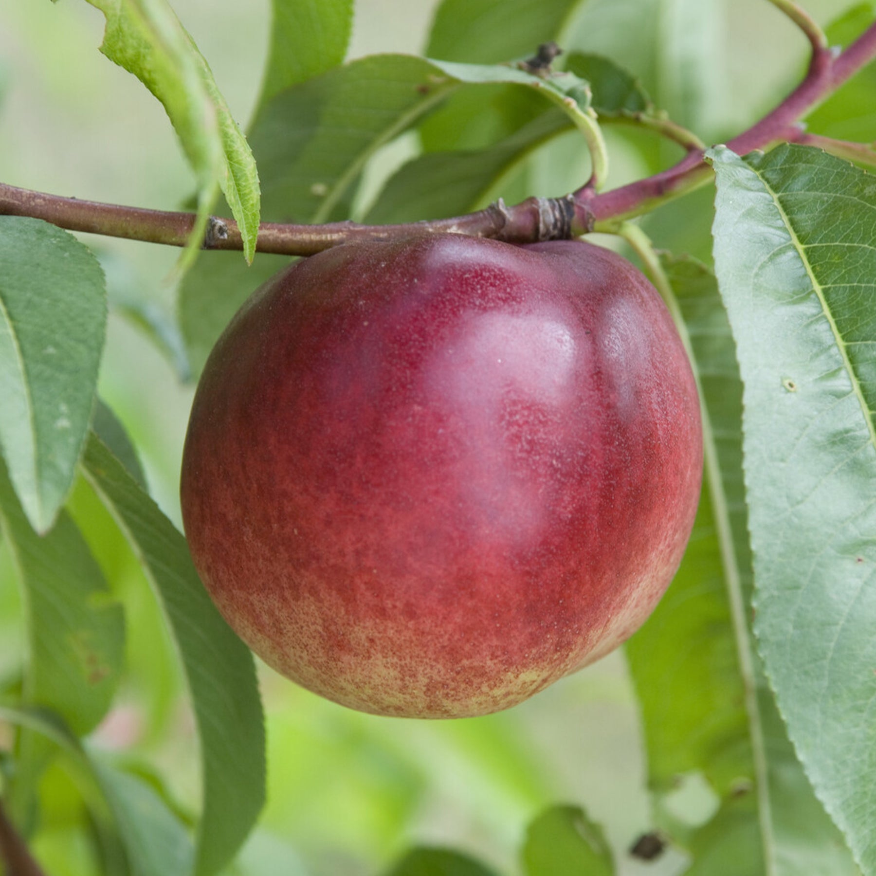 Prunus persica Nectared - Nectarine 'Nectared - Nectarinebomen